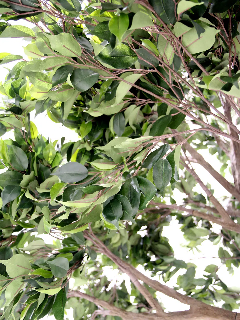 SN5606_SN5607_SN5608_SN5609_SN5610_SN5611_SN5612 Ficus Tree _event_prop_hire_136