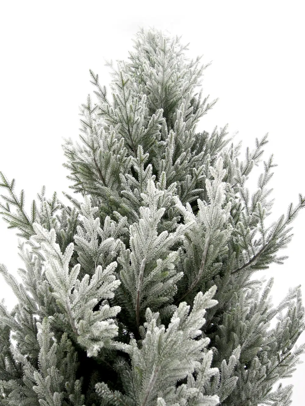 SN5773_SN5772_SN5771_SN5770_SN5769 Snowy Trees _event_prop_hire_013