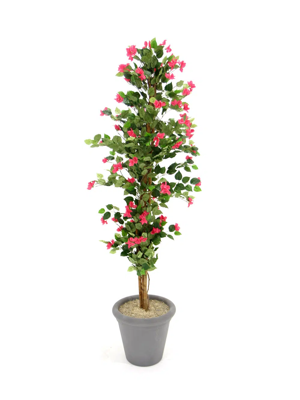 SN6099_Bougainvillea Tree in a Grey Pot_182
