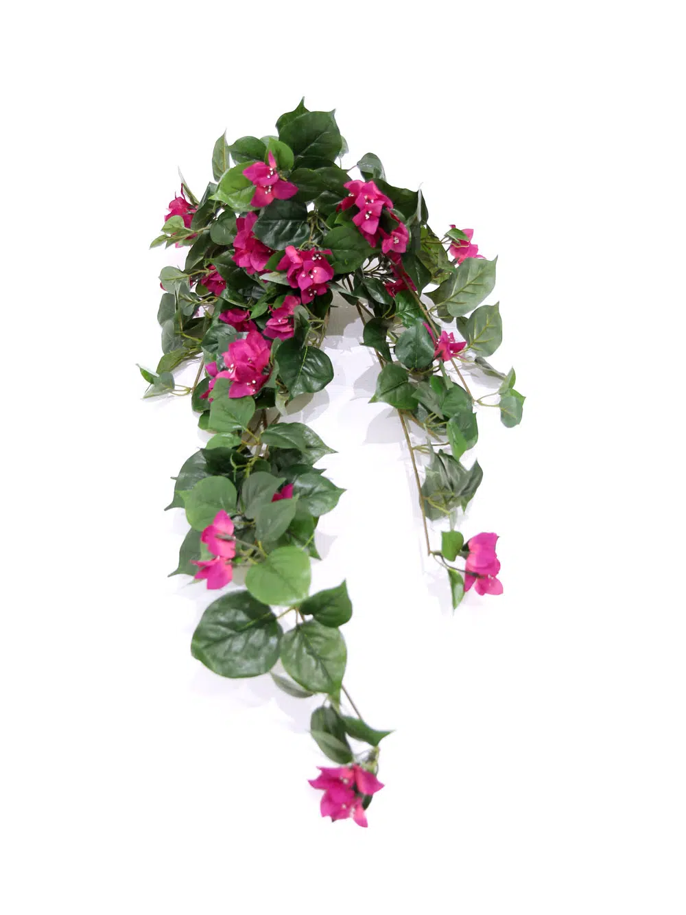 SN6100_Trailing Bougainvillea_038