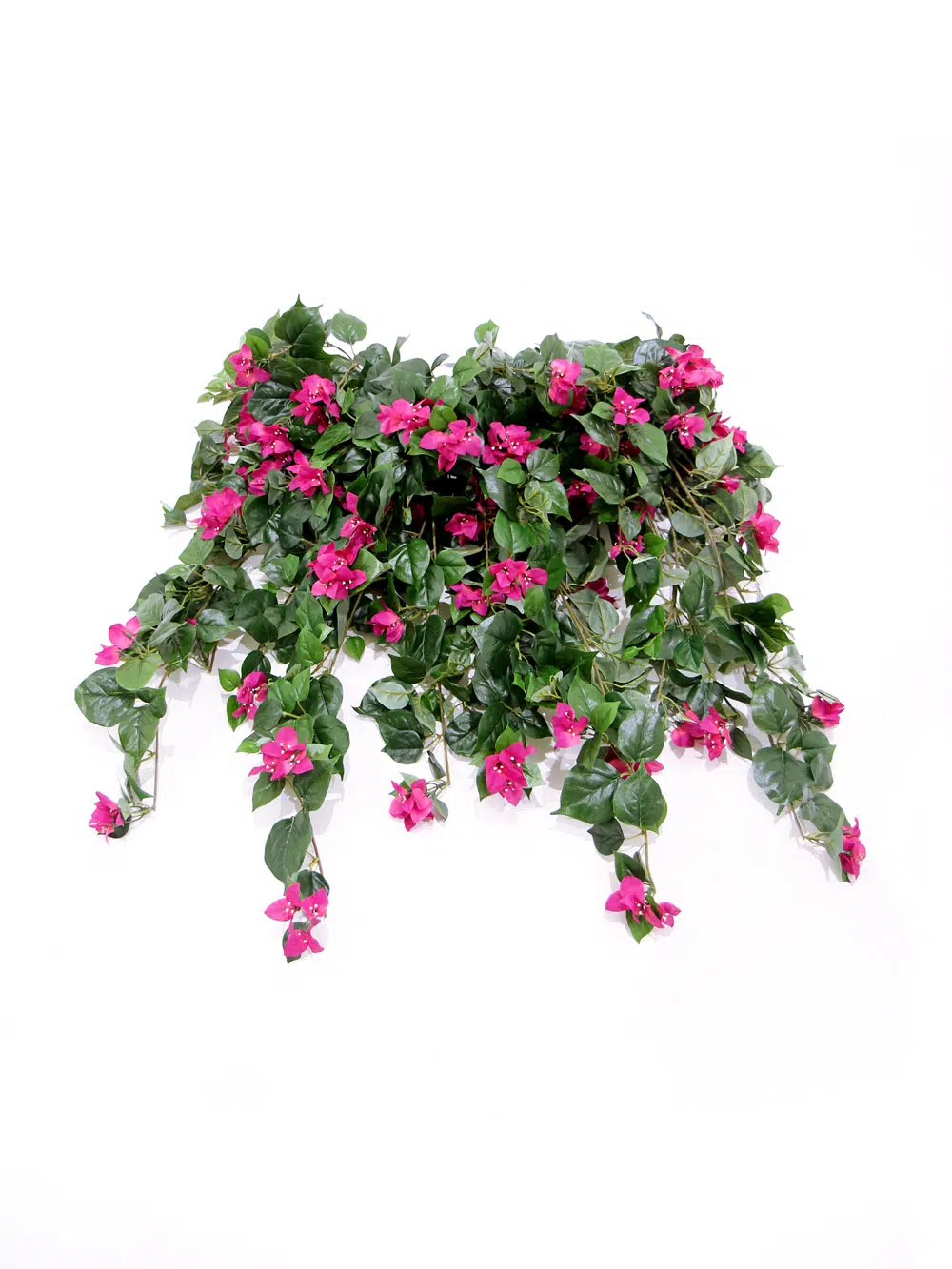 SN6100_Trailing Bougainvillea_039