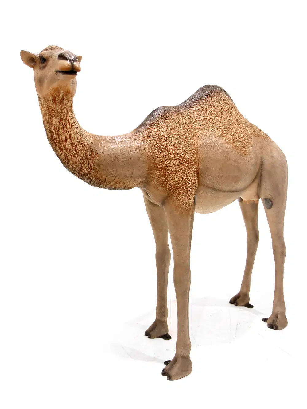 SN6109_Life-size Camel - Standing Dromedary_105