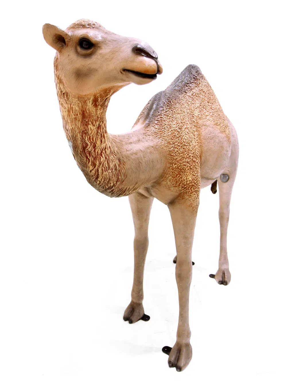 SN6109_Life-size Camel - Standing Dromedary_106
