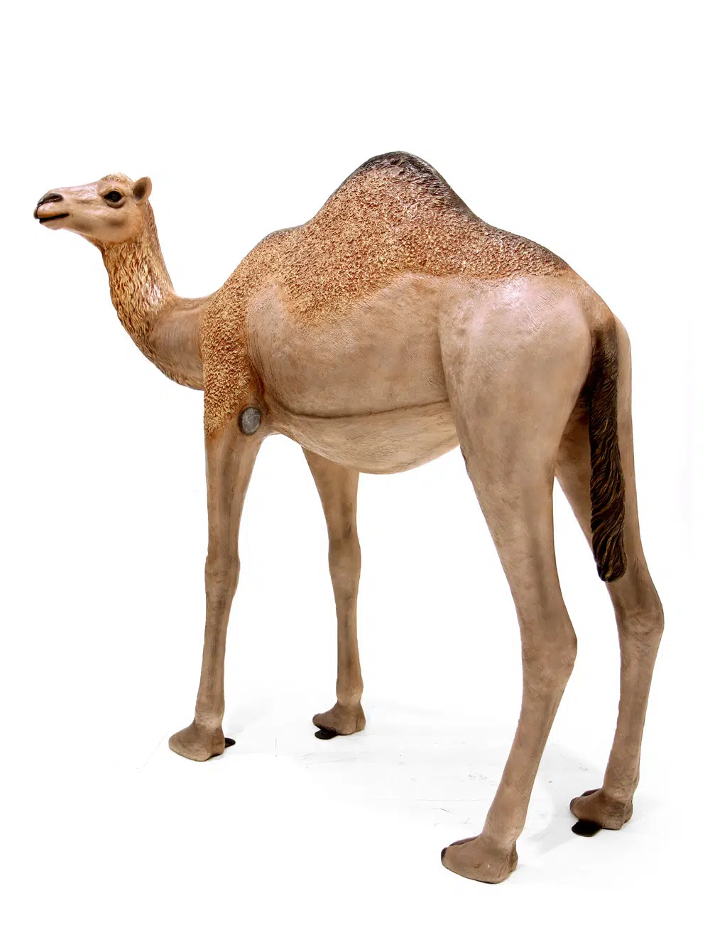 SN6109_Life-size Camel - Standing Dromedary_107