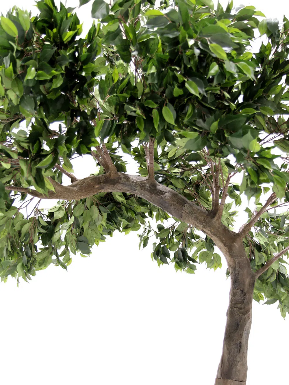 SN5607 Ficus Half Arch Tree _event_prop_hire_125