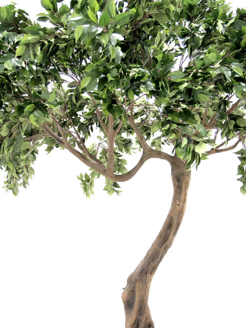 SN5608 Ficus Twisted Trunk Tree _event_prop_hire_032