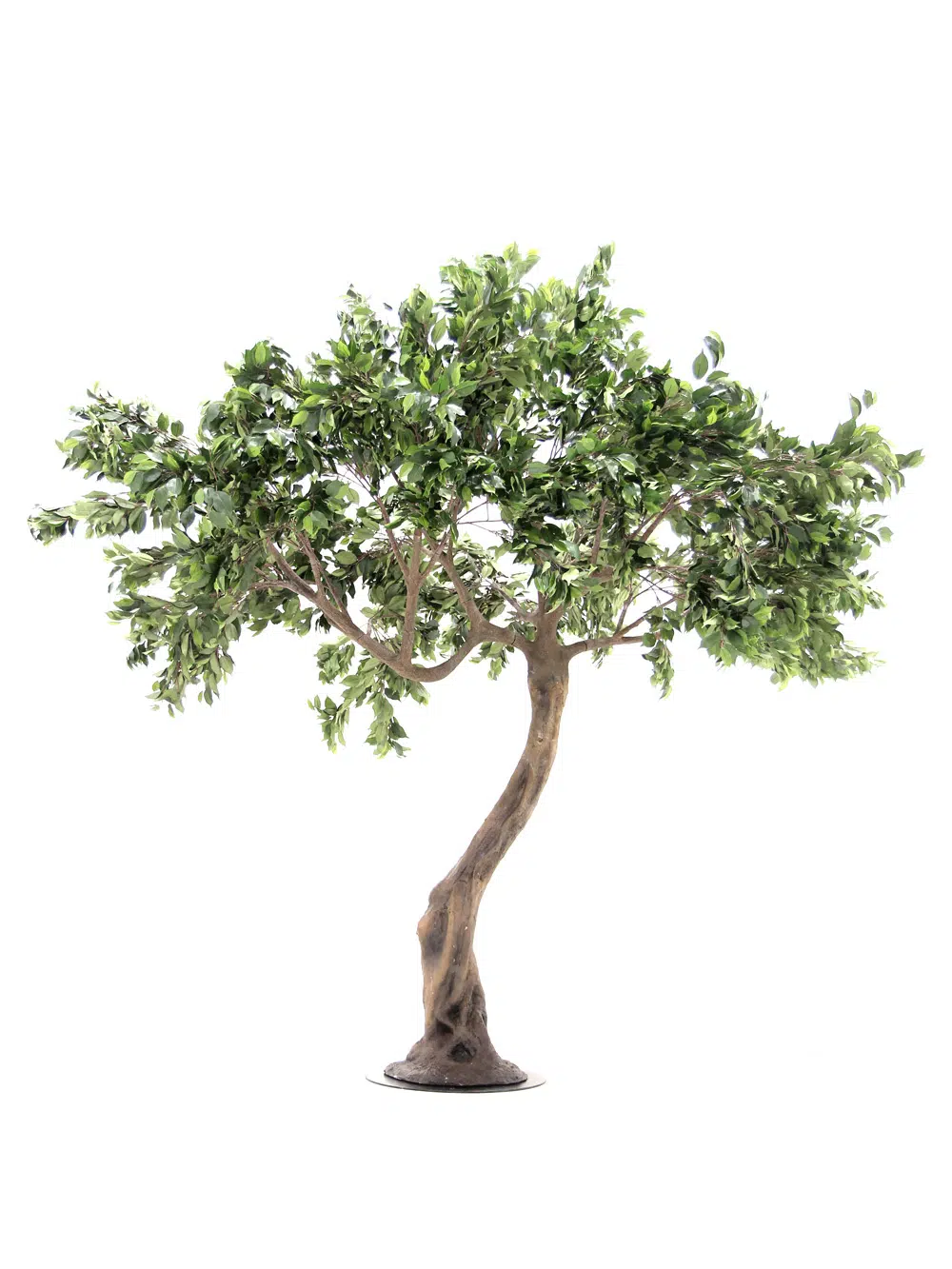 SN5608 Ficus Twisted Trunk Tree _event_prop_hire_033