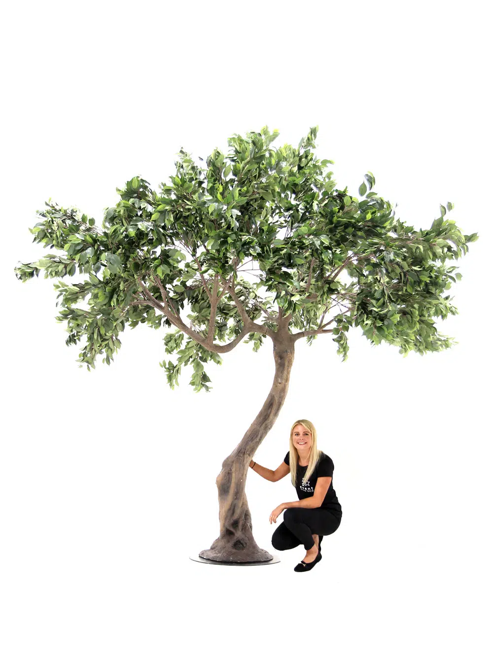 SN5608 Ficus Twisted Trunk Tree _event_prop_hire_034