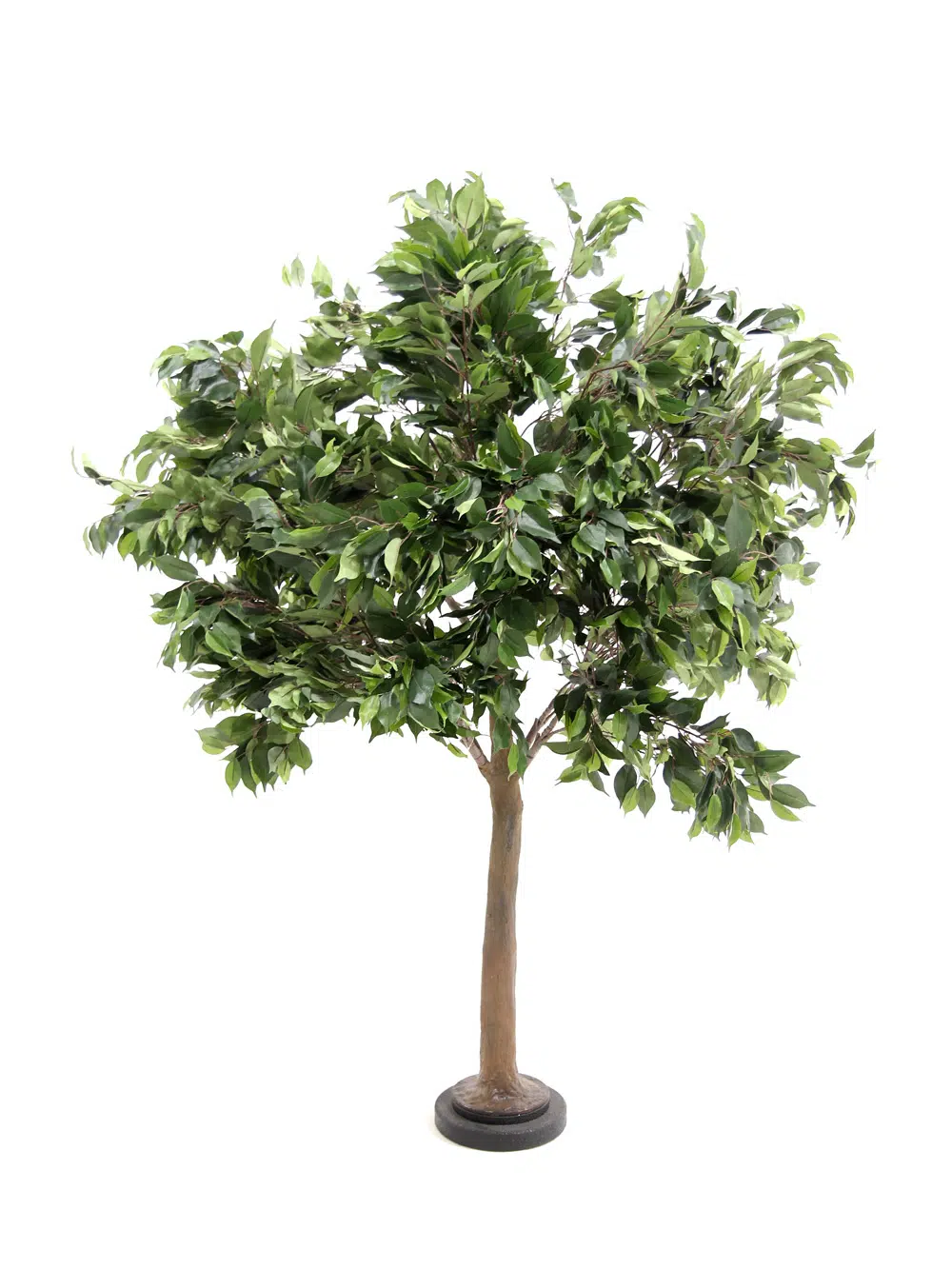 SN5609 Ficus Table Top Tree _event_prop_hire_127
