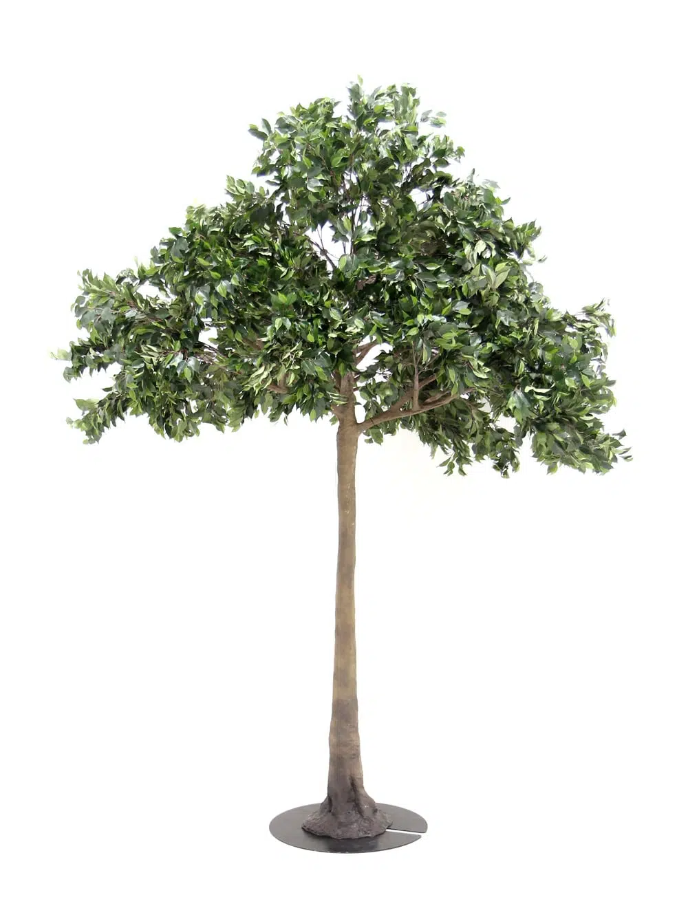 SN5610 Ficus Tree (3.6m) _event_prop_hire_128