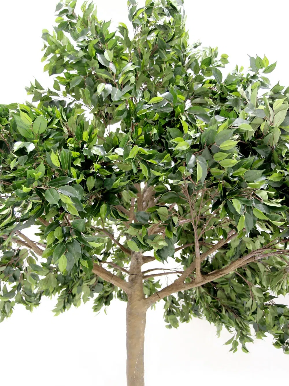 SN5610 Ficus Tree (3.6m) _event_prop_hire_129