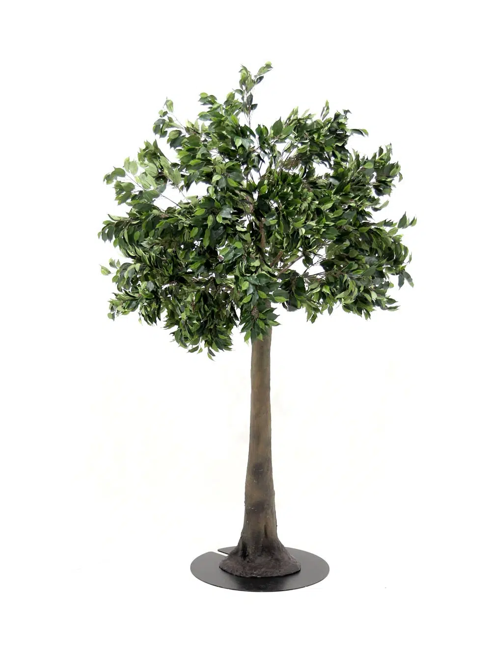 SN5611 Ficus Tree (2.5m) _event_prop_hire_135