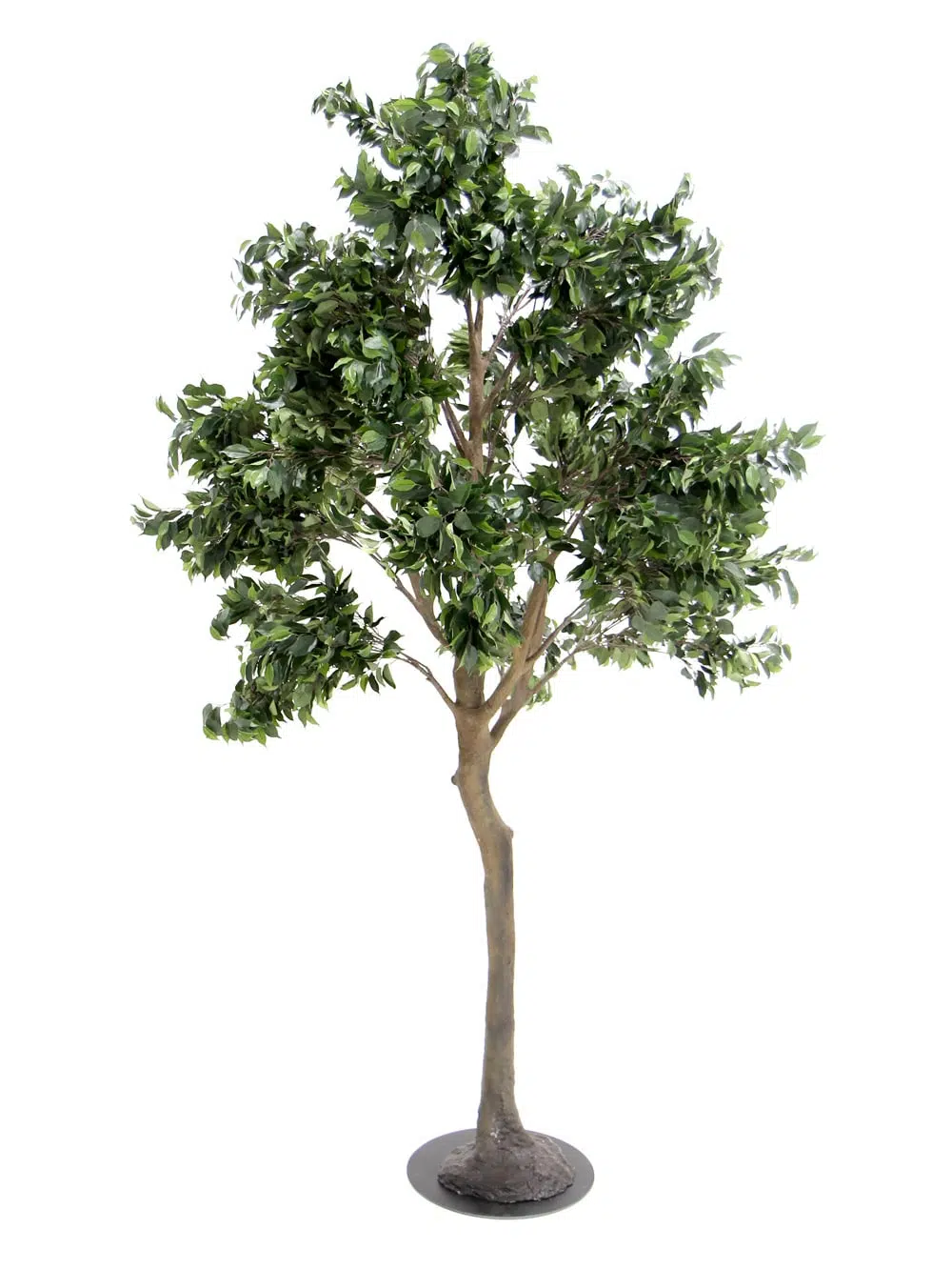 SN5612 Ficus Tree (3.3m) _event_prop_hire_131