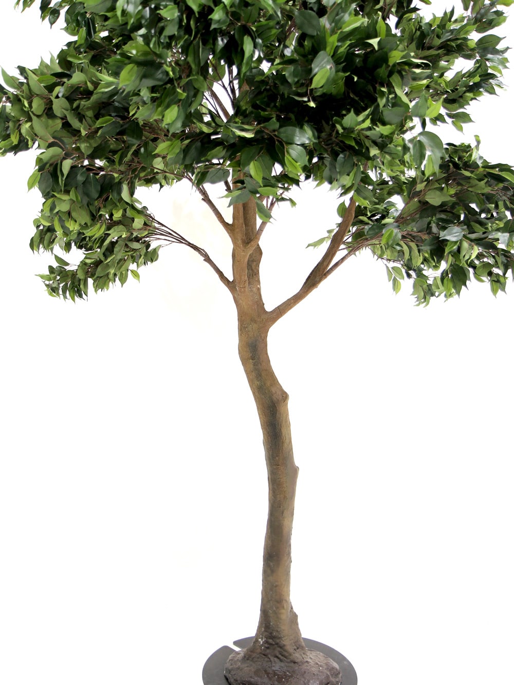 SN5612 Ficus Tree (3.3m) _event_prop_hire_133