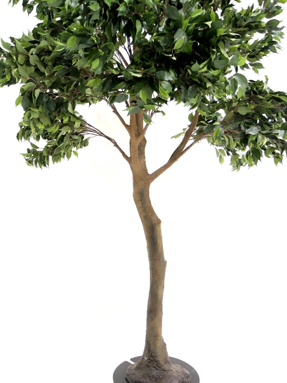 SN5612 Ficus Tree (3.3m) _event_prop_hire_133