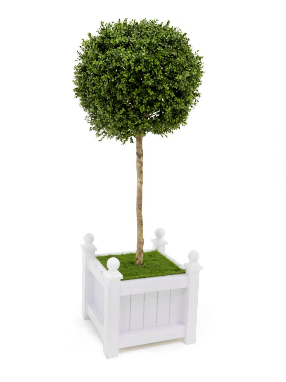 SN5923_Topiary Ball Tree_074