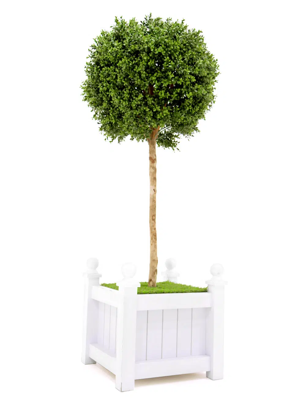 SN5923_Topiary Ball Tree_075