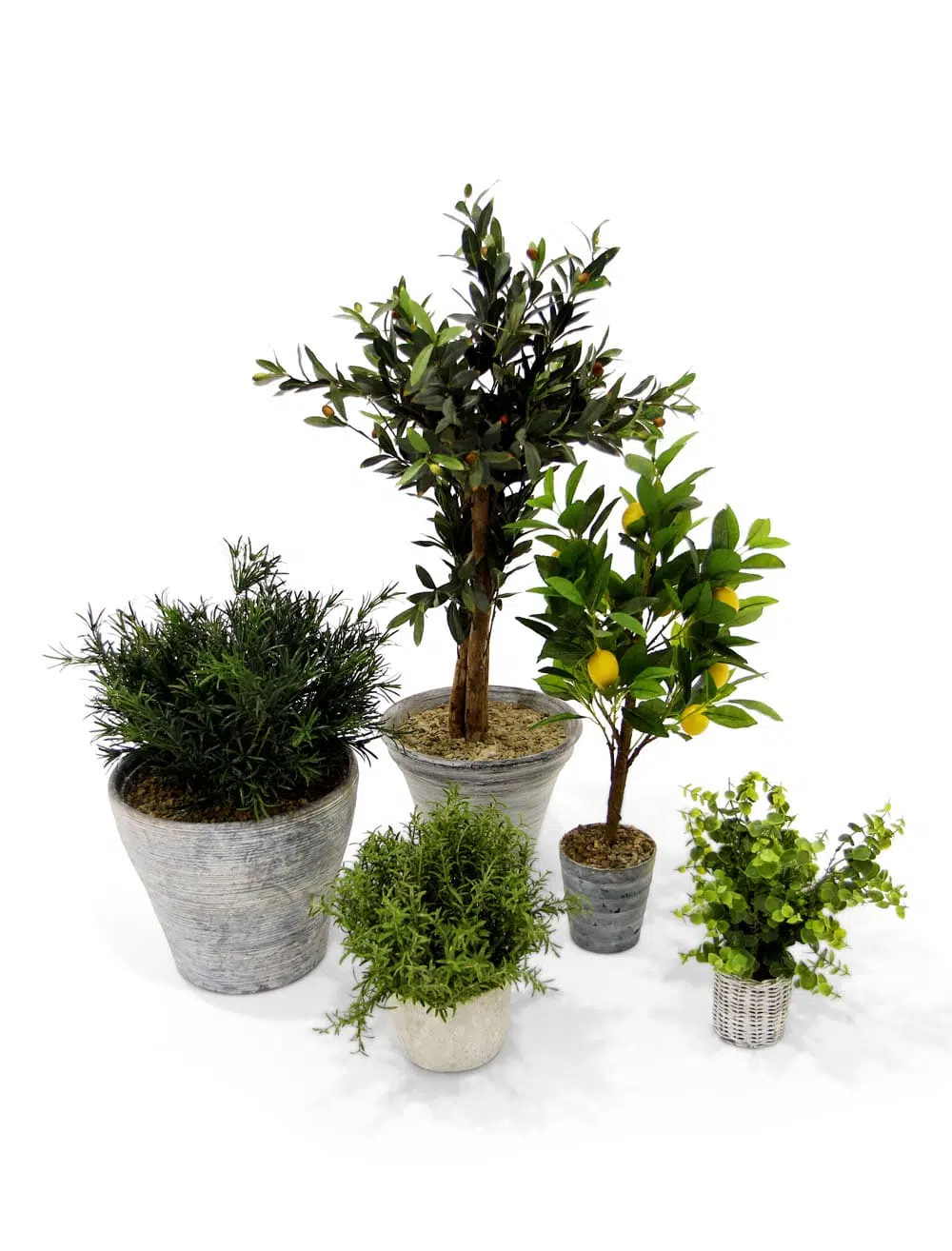 SN6039_Set of 5 Pots with Mediterranean Style Plant (Style may Vary)_event_prop_hire1210_optimised