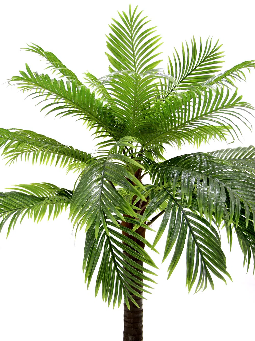 SN6048_SN6049_SN6050_Palm Tree_012
