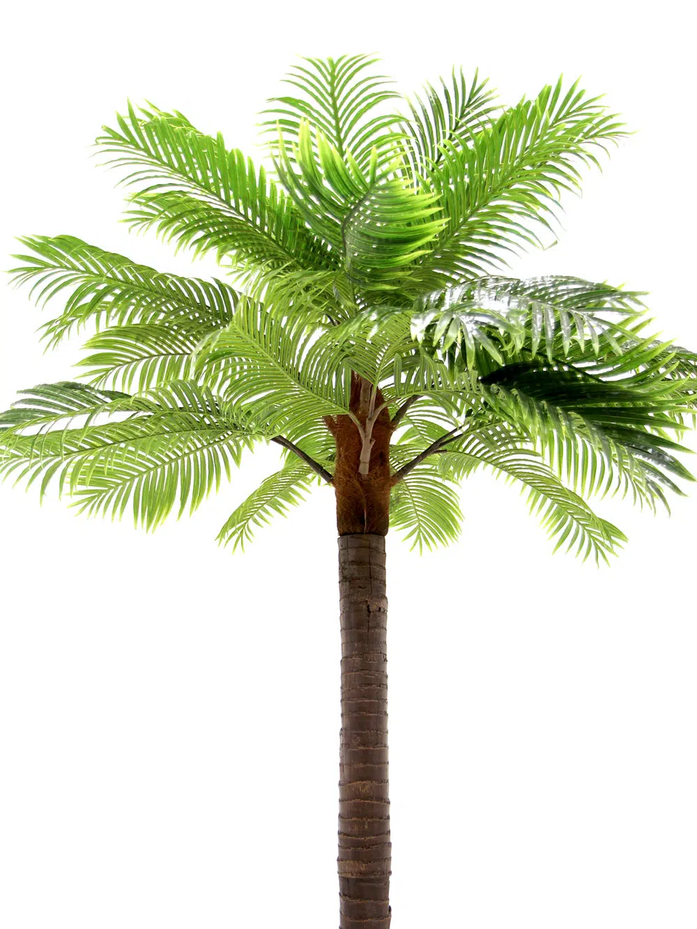 SN6048_Tall Palm Tree_003