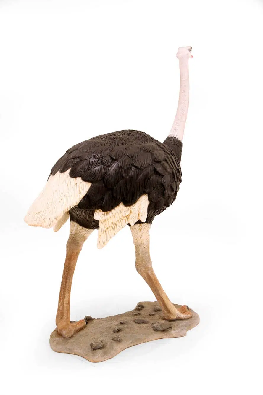 SN6106_Life-size Ostrich_043
