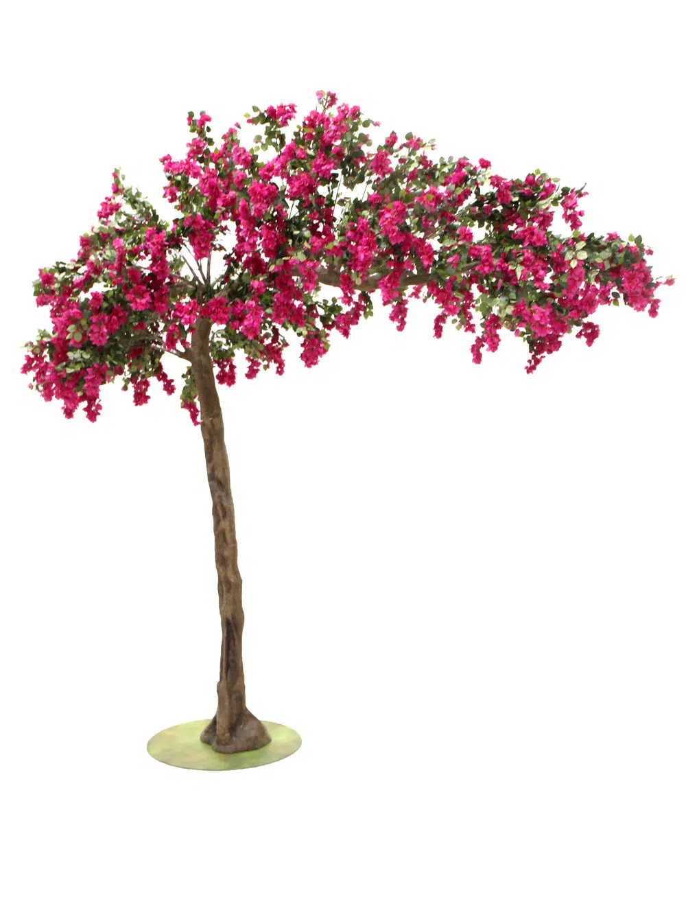 SN6056_Bougainvillea Canopy Tree_079