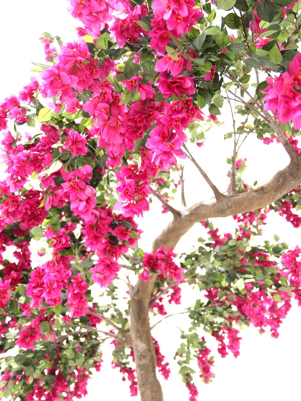 SN6056_Bougainvillea Canopy Tree_082