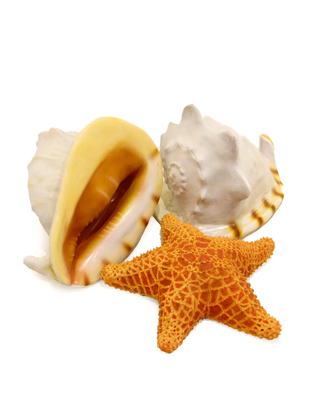 SN6308_SN6312_Large Starfish_Large Helmet Shell_231