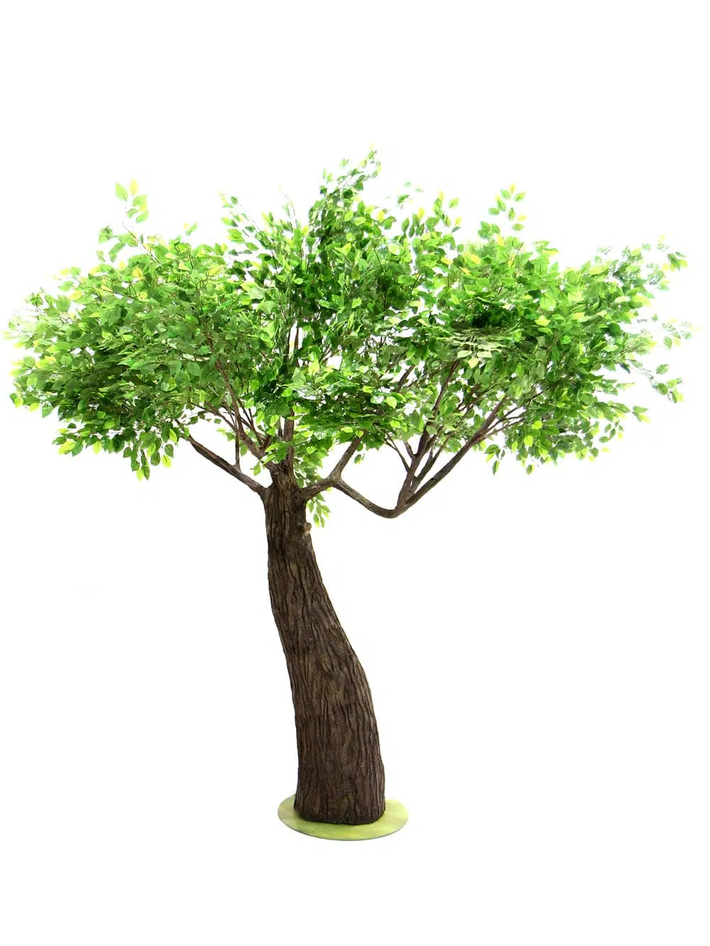 SN6400_Ficus Tree - Thick Trunk_118