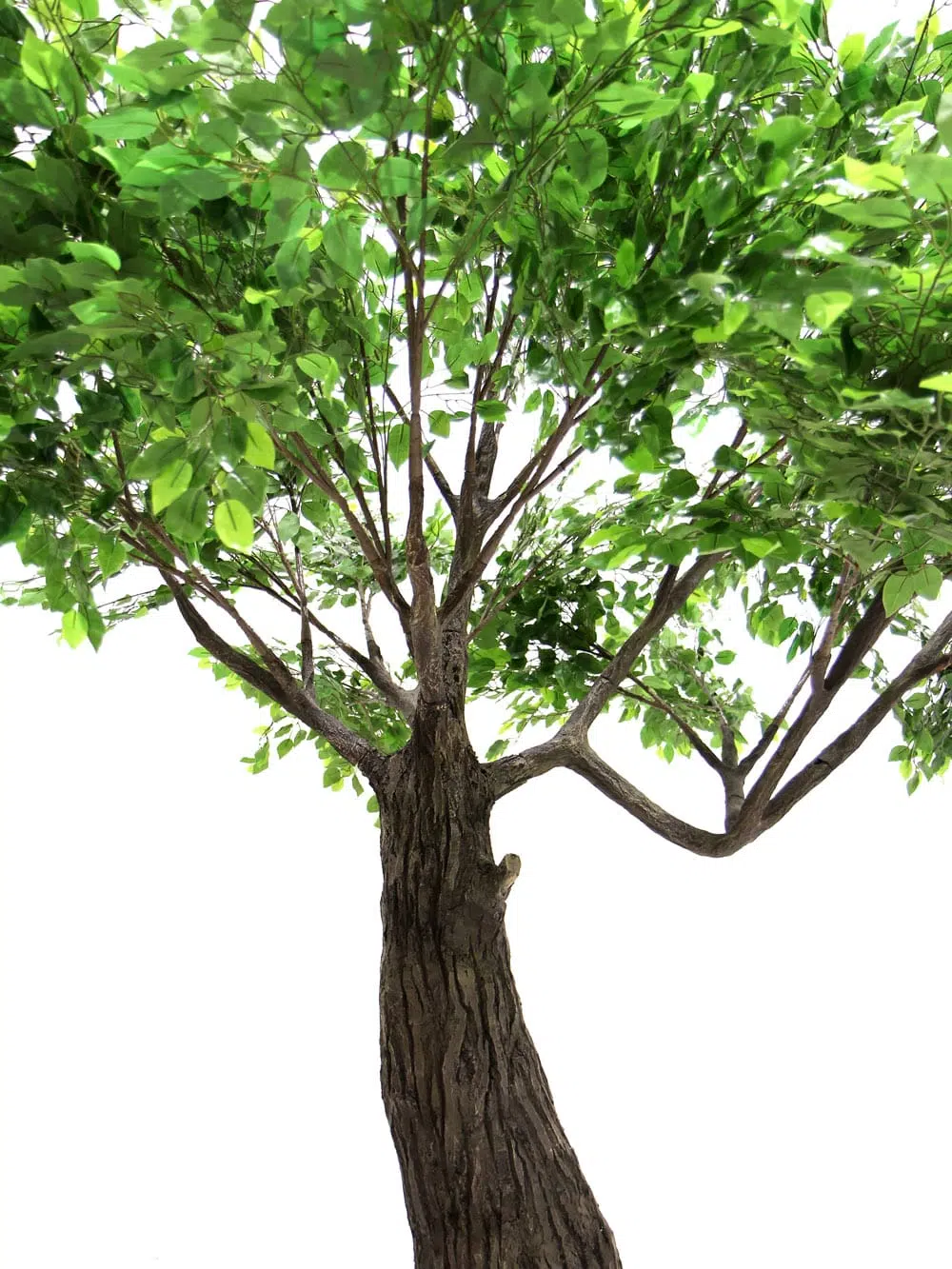 SN6400_Ficus Tree - Thick Trunk_119