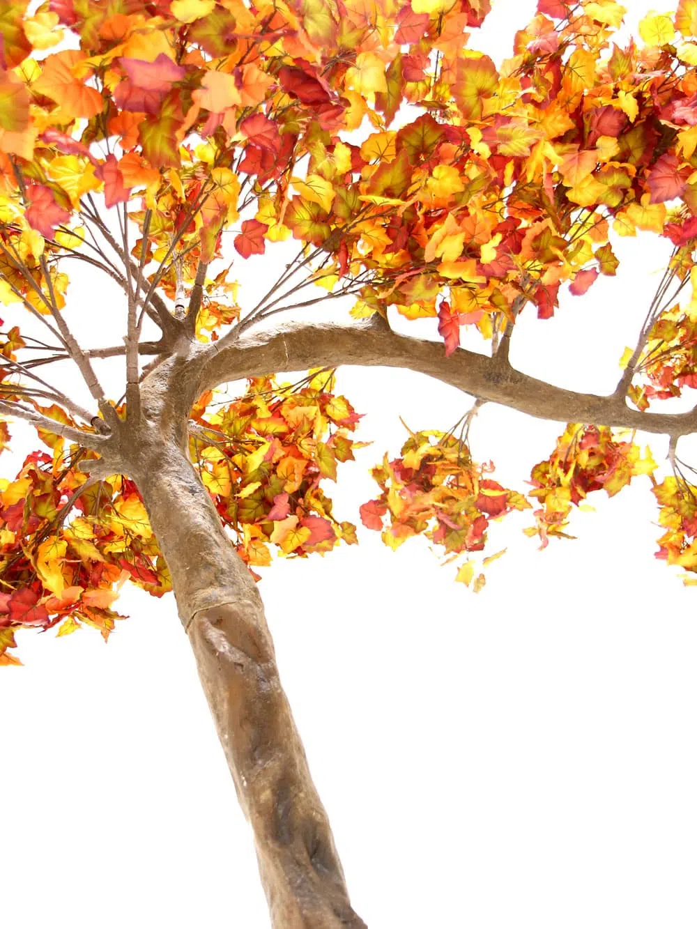 SN6403_Autumn Canopy Tree_051