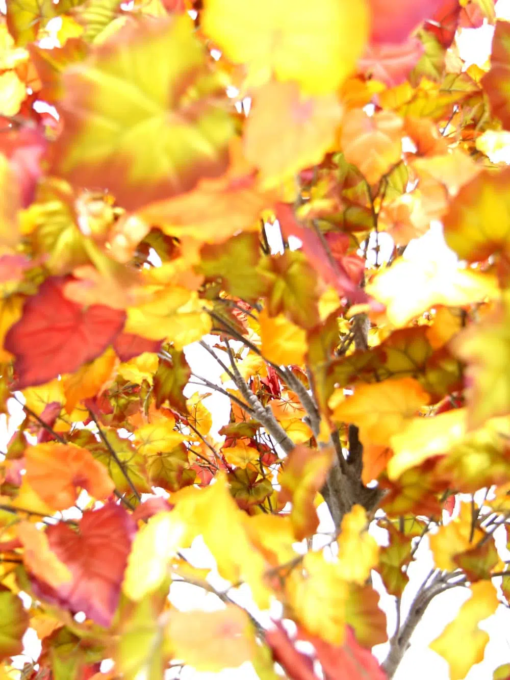 SN6406_Table Top Tree - Autumn_ (1)