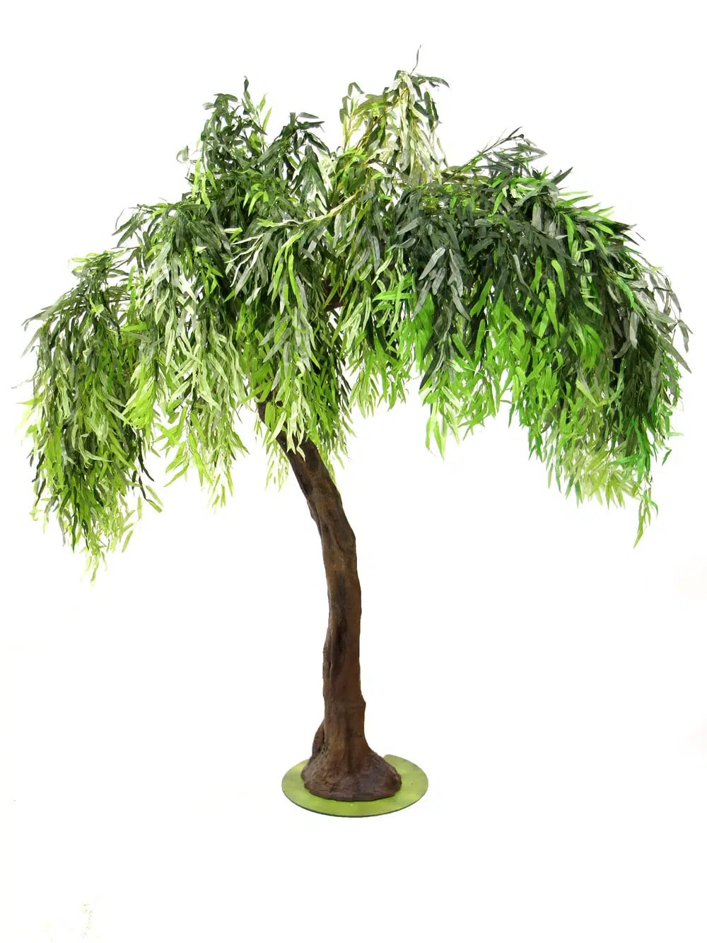 SN6413_Weeping Willow Tree- Thck Trunk_089