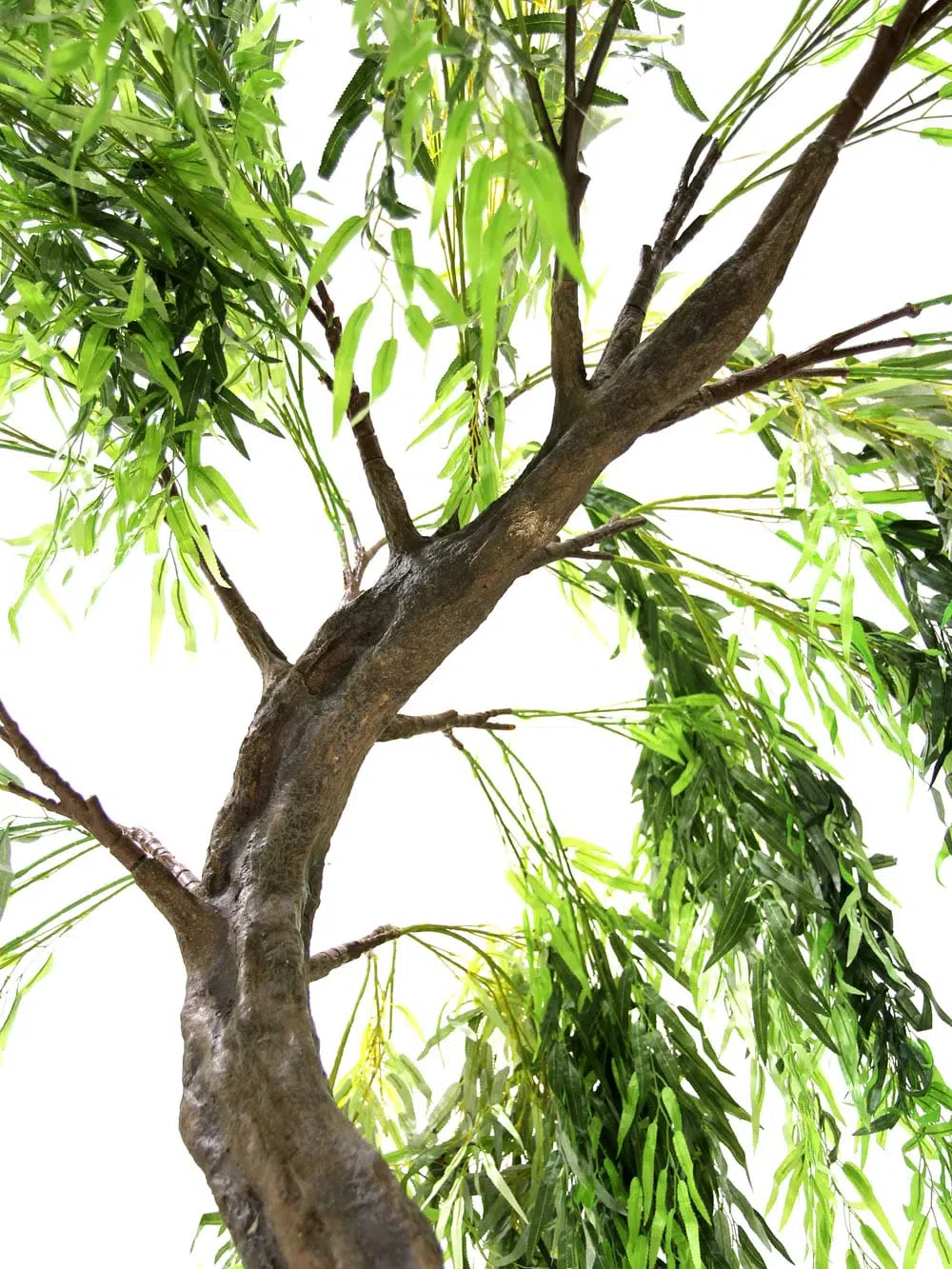 SN6413_Weeping Willow Tree- Thck Trunk_091
