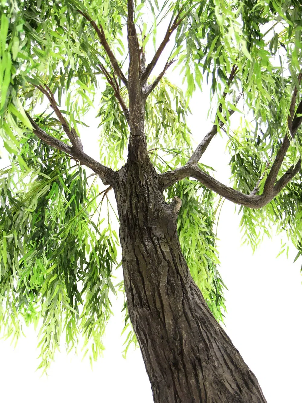 SN6413_Weeping Willow Tree - Thick Trunk_084
