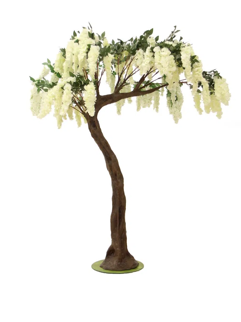 SN6418_Wisteria Flower Cluster - Short Canopy Tree_066
