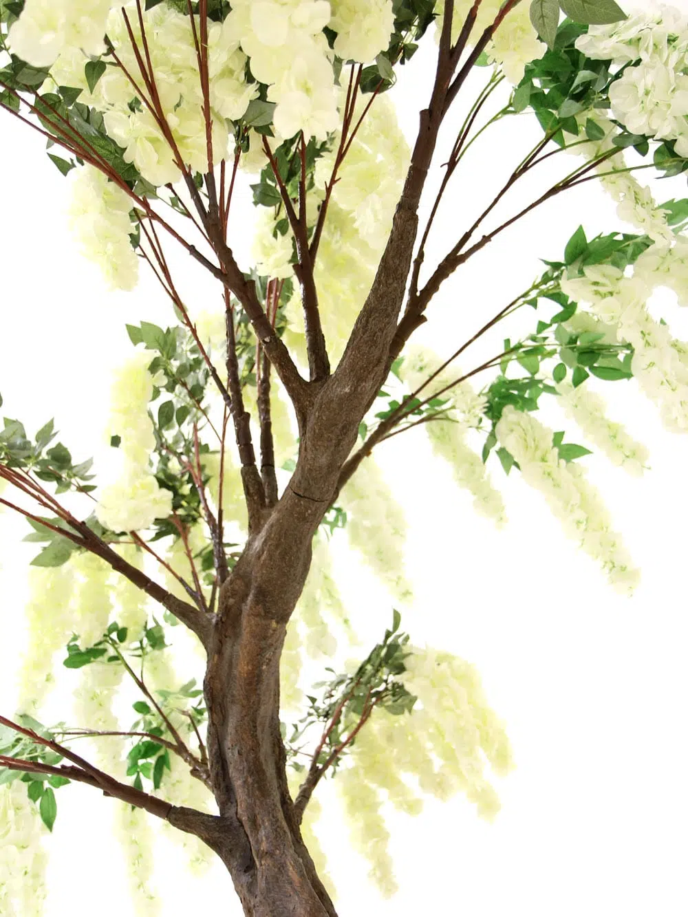 SN6418_Wisteria Flower Cluster - Short Canopy Tree_067