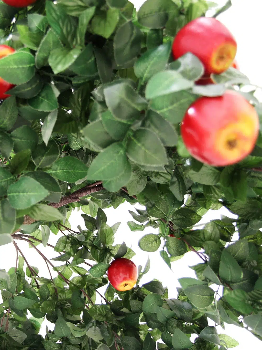 SN6421_Apple Tree - Short Canopy_020