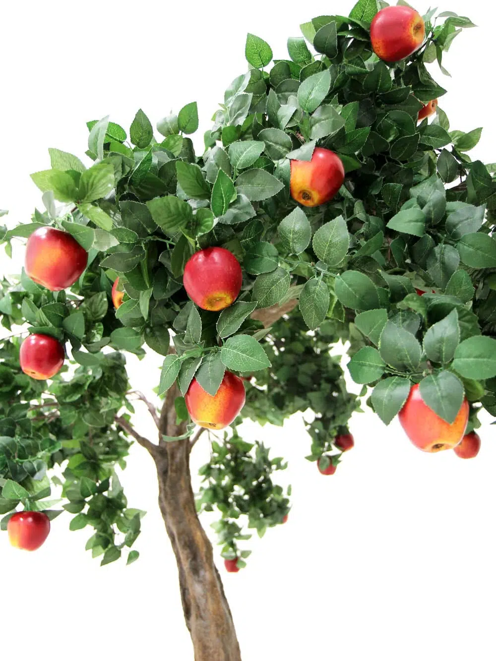 SN6421_Apple Tree - Short Canopy_021