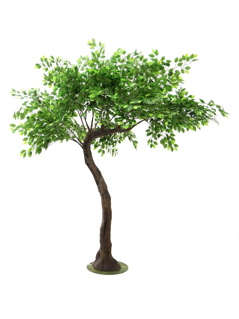 SN6422_Ficus Short Canopy Tree_124