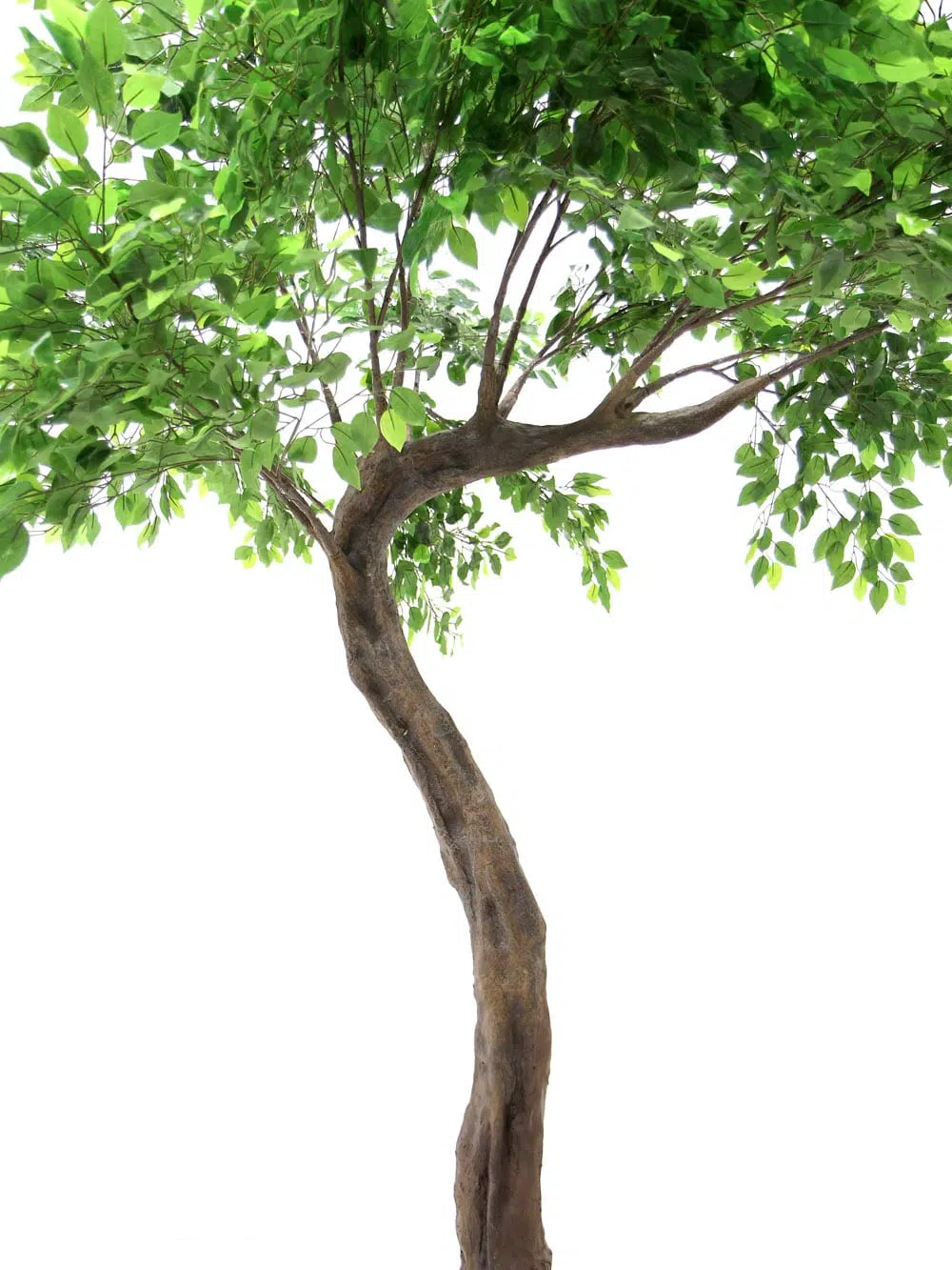 SN6422_Ficus Short Canopy Tree_125