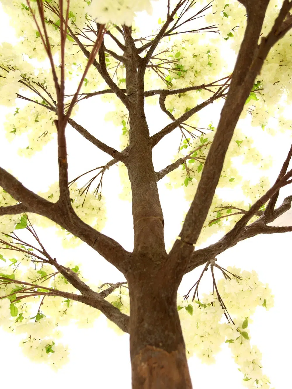 SN6491_Cream Cherry Blossom - Giant Tree_044