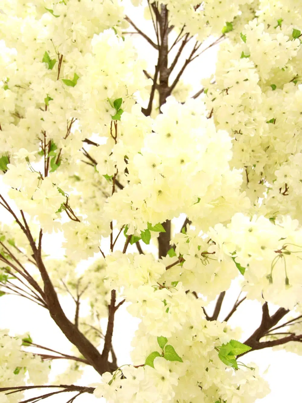 SN6491_Cream Cherry Blossom - Giant Tree_045