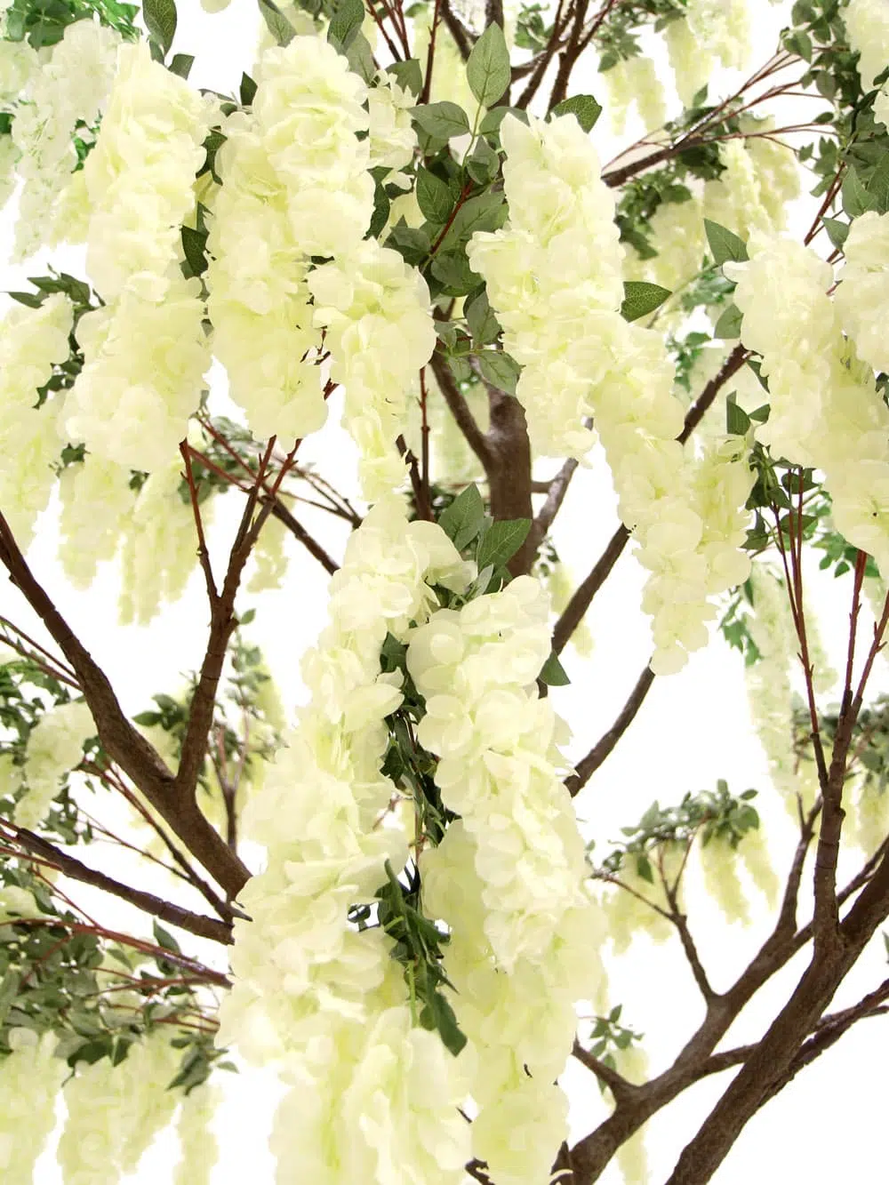 SN6492_Wisteria Flower Cluster - Giant Tree_024