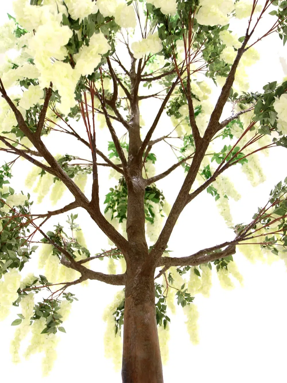 SN6492_Wisteria Flower Cluster - Giant Tree_025