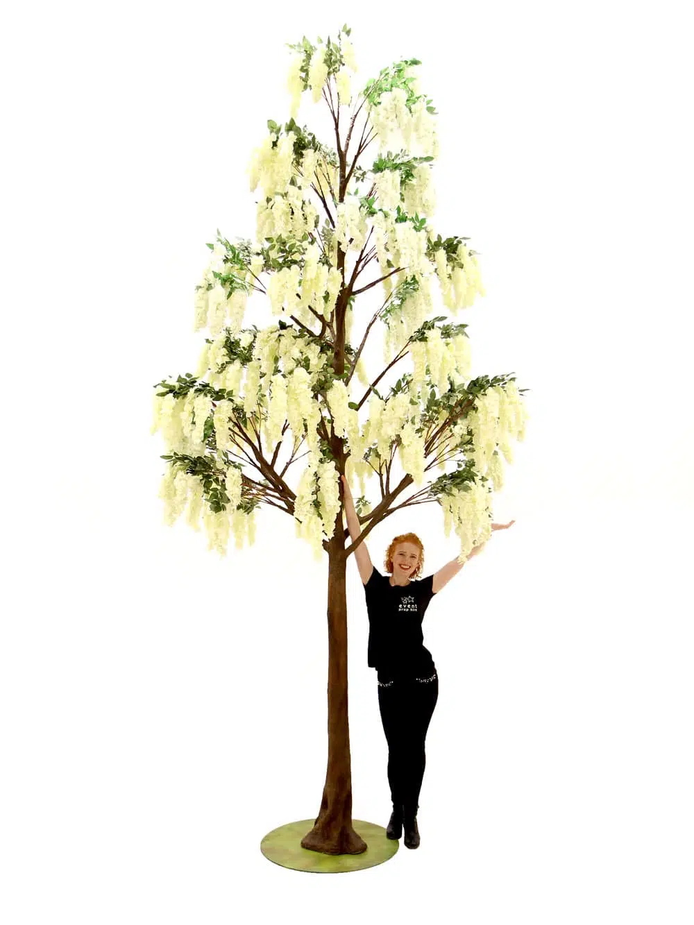 SN6492_Wisteria Flower Cluster - Giant Tree_026