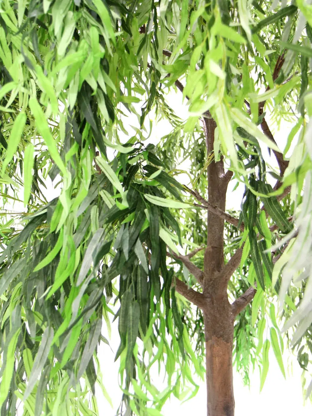 SN6494_Weeping Willow - Giant Tree_039