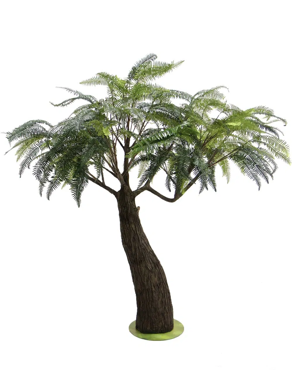 SN6555_Fern Tree - Thick Trunk_092