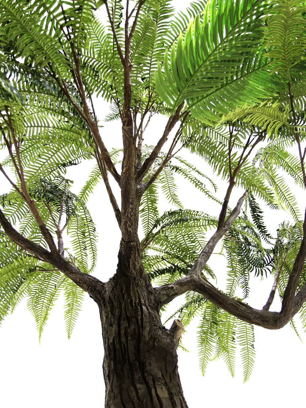 SN6555_Fern Tree - Thick Trunk_094