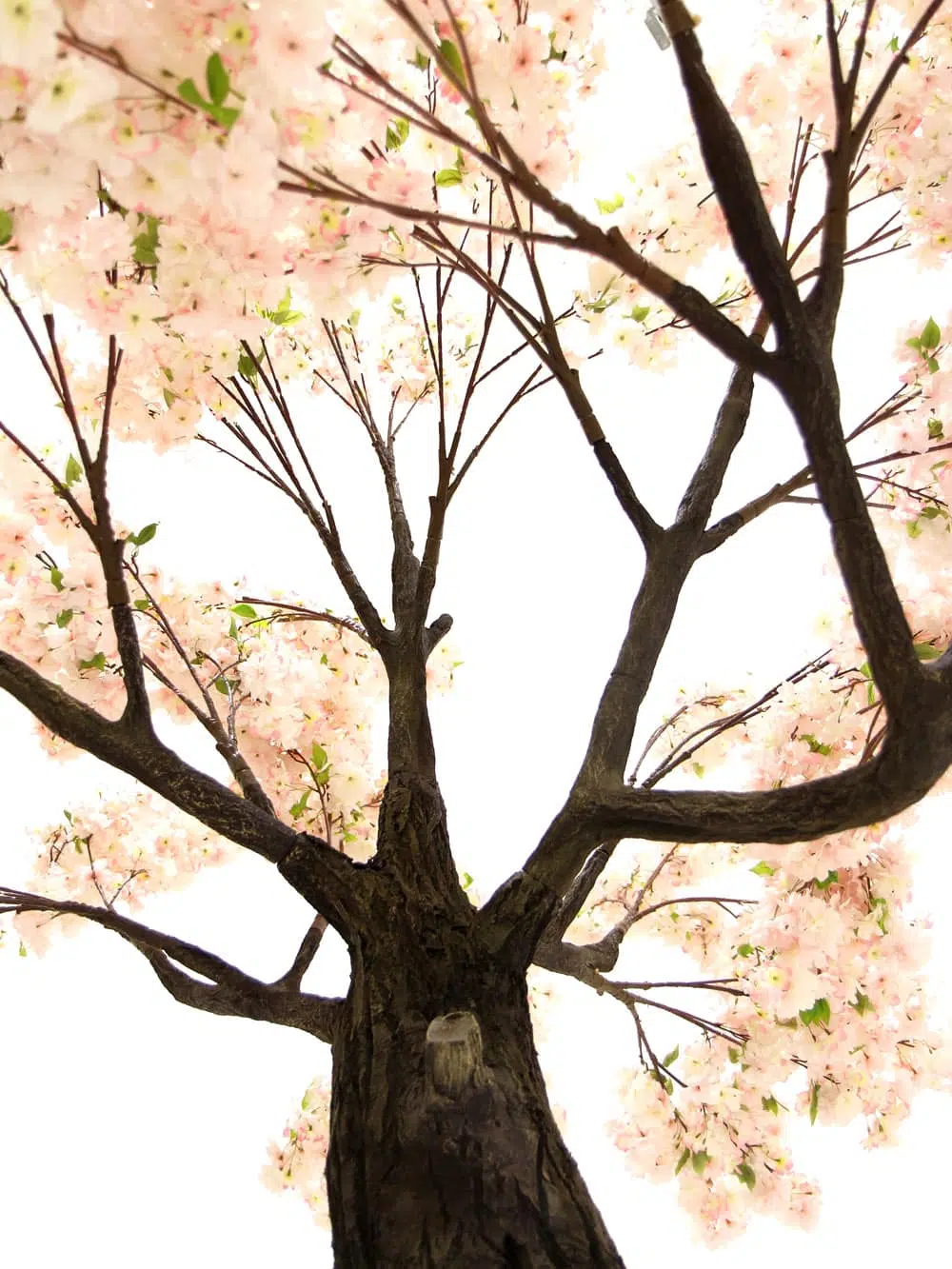 SN6560_Pink Cherry Blossom - Thick Trunk_070